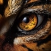 Eye of the Tiger