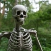 Bones
